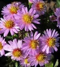 Астра многолетняя кустарниковая Aster dumosus Marjorie