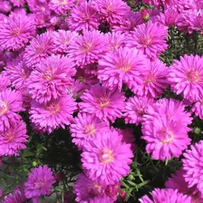 Астра новобельгийская Pink 1,5/2л