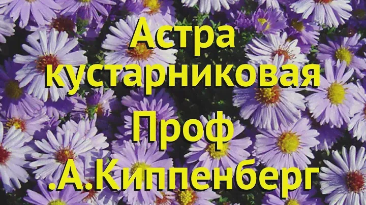 Астра кустарниковая Проф. А.Киппенберг. Краткий обзор, описание aster apollo Проф. А.Киппенберг