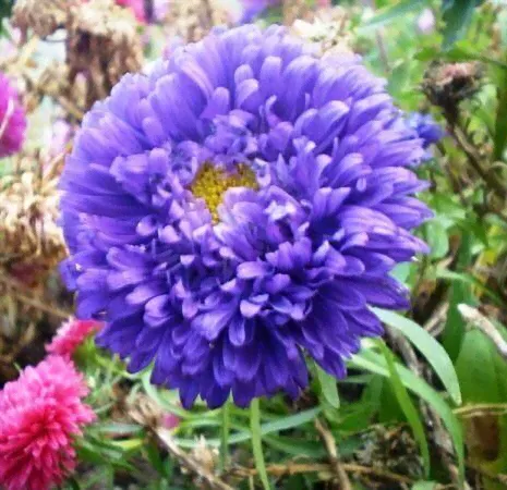 Астра китайская Blue (синий)-0