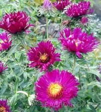 Астра кустарниковая "Аннеке", Aster dumosus "Anneke"