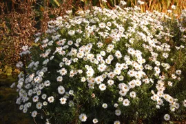 Астра кустарниковая "Аполло" / Aster dumosus "Apollo" @IV С5