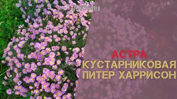 Астра кустарниковая Питер Харрисон (Aster Peter Harrison)🌸