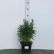 Астра Аннеке C3