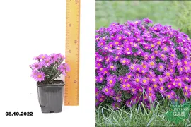 Астра кустарниковая Аннеке (Aster dumosus Anneke) Р9
