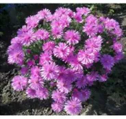 Астра новобельгийская"Showmakers Baby Pink"(37)