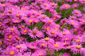 Астра многолетняя кустарниковая Aster dumosus Alice Haslam