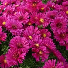 Астра многолетняя кустарниковая Aster dumosus Jenny