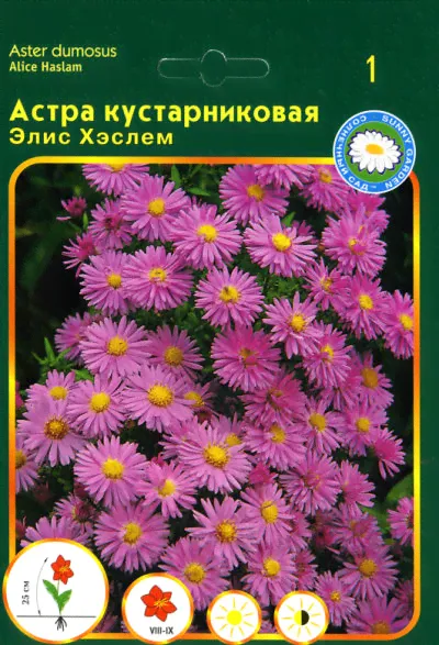 Астра кустарниковая Элис Хэслем (насыщенно-розовый, 1шт, I)
