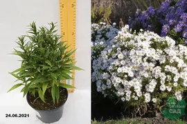 Астра кустарниковая Аполло (Aster dumosus Apollo) С1,5