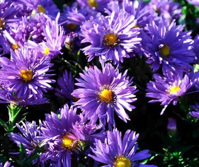 Астра многолетняя кустарниковая Aster dumosus Blaue Laguna-0