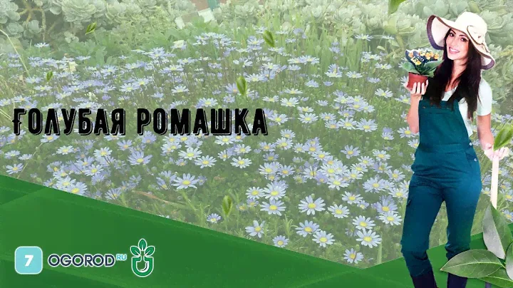 Голубая ромашка