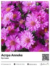Астра Anneke (Кустовая)