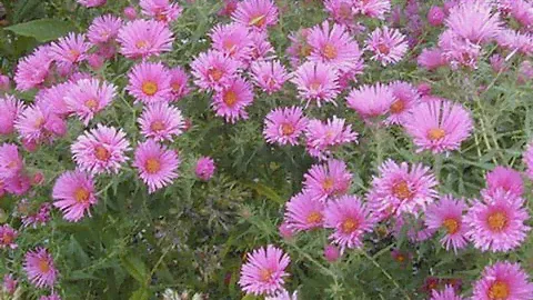 Астра многолетняя, Aster (Новоанглийская,Новобельгийская,сентябринка,октябринка)