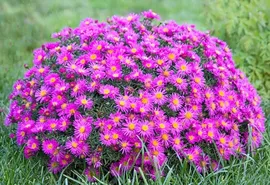 Астра кустарниковая Аннеке (Aster dumosus Anneke) С1,5