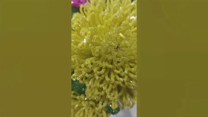 Астра💛тычинка тоже жёлтая,только светлее 🤗