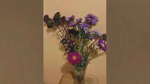 Цветы. Астры.