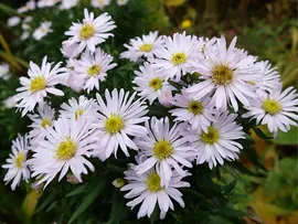 Астра кустарниковая «Аполло» (Aster dumosus Apollo)