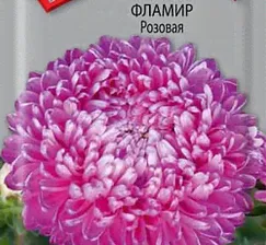 Астра Фламир Розовая (шаровидная)