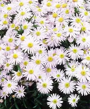 Астра многолетняя кустарниковая Aster dumosus Snowsprite