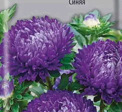 Астра Фламир Синяя (шаровидная)