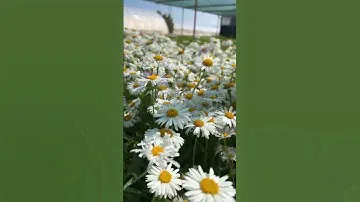 #garden #ландшафтныйдизайн #nursery #plant #flower #питомникрастений #aster #астра #астраальпийская