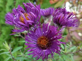 Астра новоанглийская фиолетовая (Aster novae-angliae)