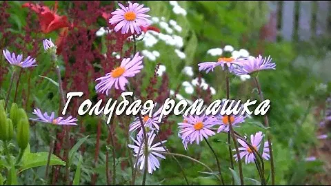 Голубая ромашка.  Дачные картинки.
