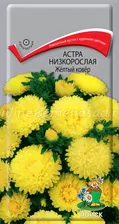Астра низкорослая Жёлтый ковёр