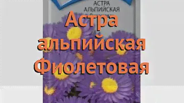 Астра альпийская Фиолетовая (fioletovaya fioletovaya) 🌿 обзор: как сажать, семена астры Фиолетовая