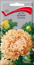 Астра Фламир Лососевая (шаровидная)