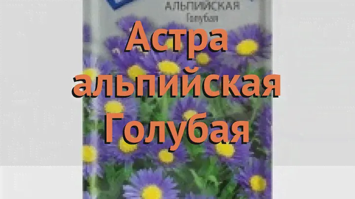 Астра альпийский Голубая (golubaya golubaya) 🌿 астра Голубая обзор: как сажать семена астры Голубая