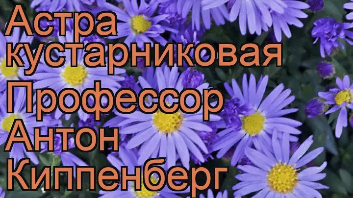 Астра кустарниковая Профессор Антон Киппенберг 🌿 обзор: как сажать, саженцы астры