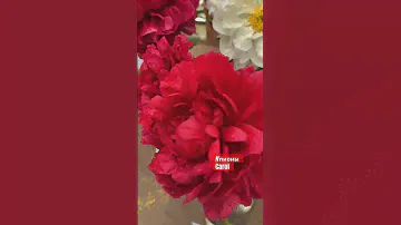 #Красные пионы Кэрол и Генри Бокстос #flowers #цветы #tulip