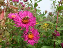 Астра новоанглийская осенняя (Aster novae-angliae)